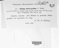 Ustilago panici-proliferi image